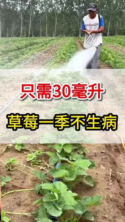 只需要这一瓶，草莓各种病害不发愁#三农 #草莓种植