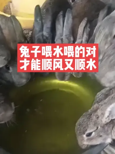 兔子喂水喂的对，才能顺风又顺水 #三农#养殖#兔子#喂兔子