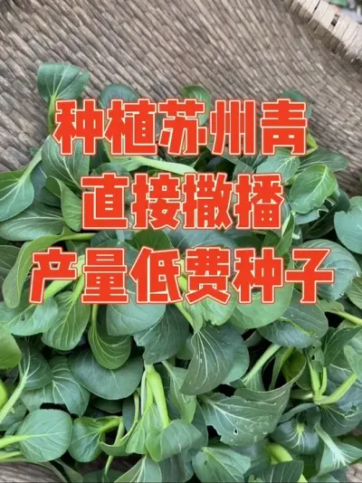 本以为苏州青和上海青一样都是直接撒种，结果发现自己一直都是错误种法，产量低还费种子，真是悔得肠子都青了，好在还吃了几顿，老公直夸特别好吃，总算有点小安慰 记录苏州青种植全过程#苏州青 #种植小技巧 #