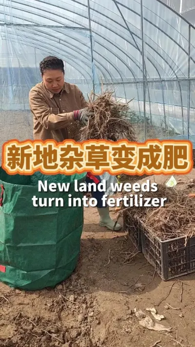 杂草堆肥 刚租的地杂草重生有节节草、水花生。 先把根翻出来晒干，然后用落叶袋装起来做堆肥，变成肥田的养料。#堆肥  #土壤改良  #种植小技巧  #杂草  #我爱种菜 #我的小菜园