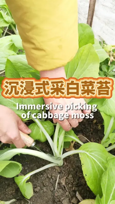 沉浸式采白菜苔 #自己种的纯天然的绿色蔬菜 #我的小菜园 #白菜苔 #菜苔采摘 #阳台种菜