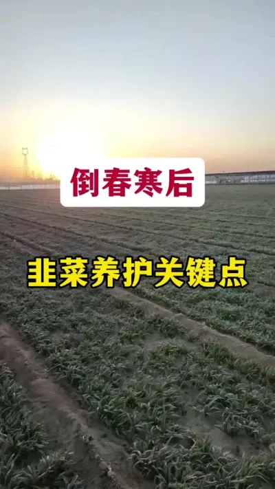倒春寒后，韭菜养护关键点。#倒春寒 #韭菜管理 #韭菜种植 #种韭菜 #韭菜倒春寒后管理
