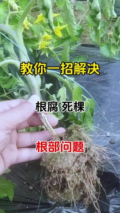 教你一招解决根腐死棵#根腐病怎么治 #根腐病一定要及时防治