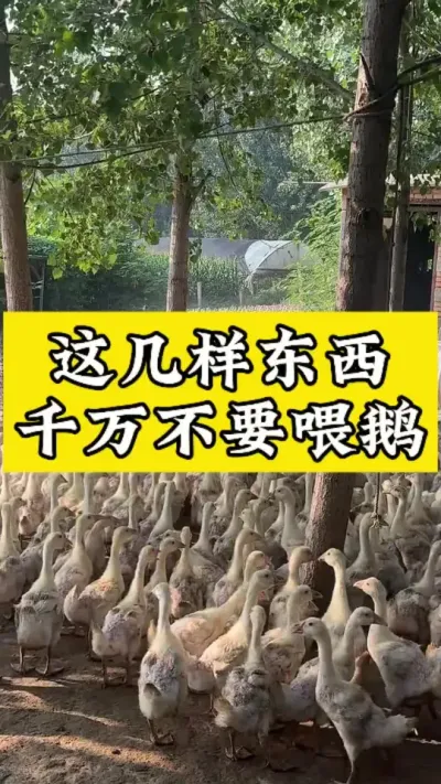 这几样东西不要喂鹅 #科学养鹅 #肉鹅 #禽病技术指导 #养鹅技术分享