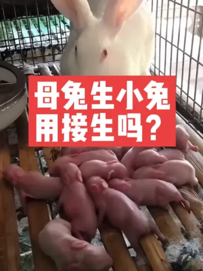 母兔生小兔，用接生吗？ #兔子#养殖#三农