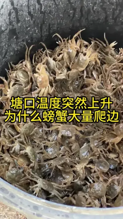 螃蟹塘口温度突然上升，为什么螃蟹会大量爬边上岸！！！ #渔多多养殖模式 #大闸蟹养殖 #三农 #水产养殖 #河蟹养殖