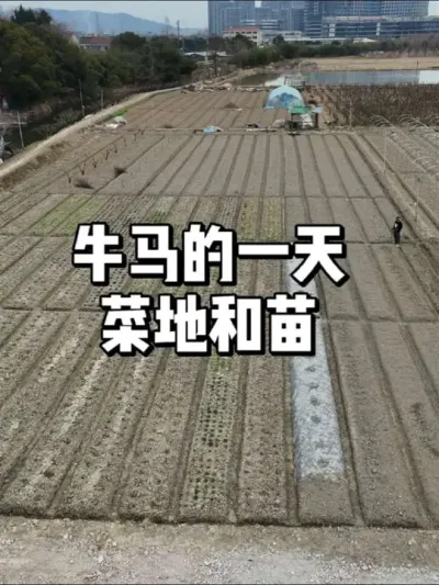 开春后菜地忙起来了，牛马的一天 #农业种植 #种植 #三农 #种菜