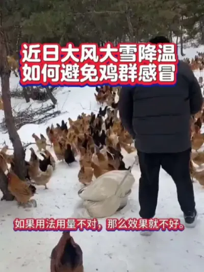 近日大风下雪降温了，避免鸡群感冒的生姜红糖水怎么熬？具体多大用量？#养鸡 #养鸡小妙招 #养鸡技术 #科学养鸡#养鸡知识
