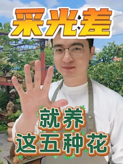 家里采光差，就养这五种花！ #养花  #花卉绿植  #养花小知识