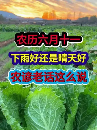 农历六月十一是下雨好还是晴天好农谚老话都有啥预示 #农业谚语 #农谚 #农谚老话 #农业种植 #三农