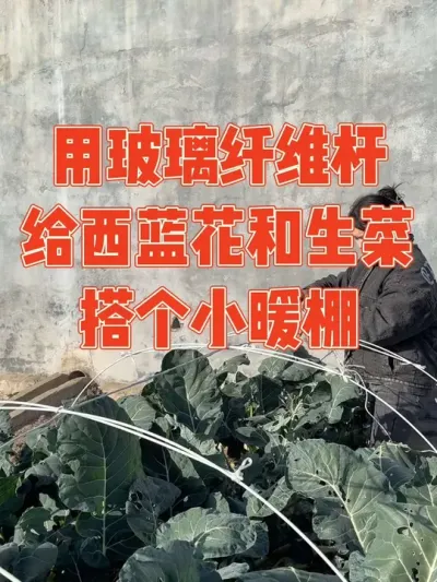 下霜了用竹条搭小拱棚，一不小心就断了，换了玻璃纤维杆给西蓝花和生菜搭了小拱棚，下雪天也能吃新鲜蔬菜#暖棚 #拱棚支架 #新农人计划 #强迫症治愈系 #我的小菜园