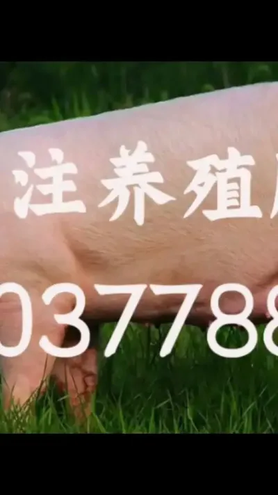 #养猪技术小知识 #服务三农支持三农 #农村养猪专业户 #所有养猪人 #养猪人不容易