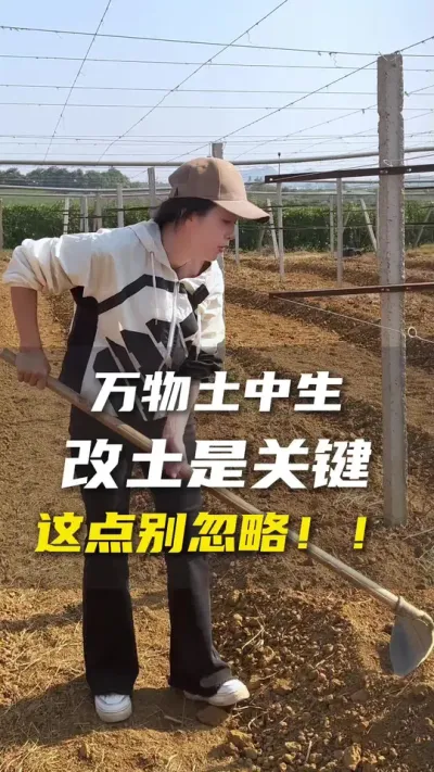 疏松的土壤种植百香果这种浅根系的作用尤为重要。#百香果 #百香果种植技术 #抖音助农