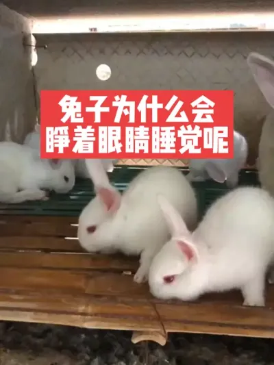 兔子为什么会睁着眼睛睡觉呢？ #兔子#养殖#养兔人#三农