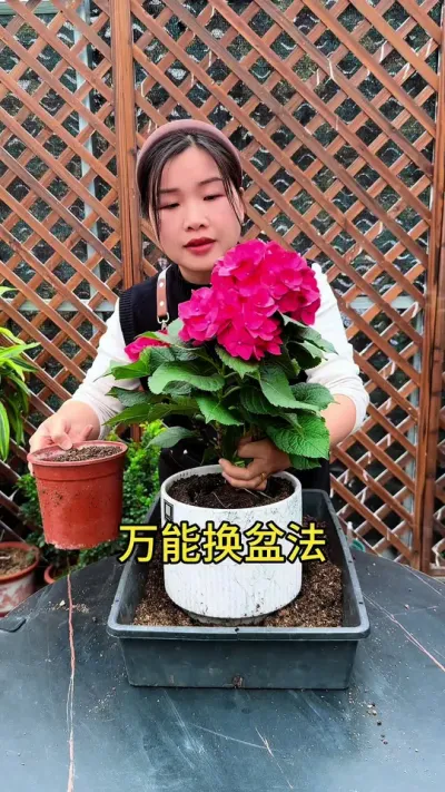 今天分享一个万能换盆法#种植小技巧 #花卉绿植 #养花小知识