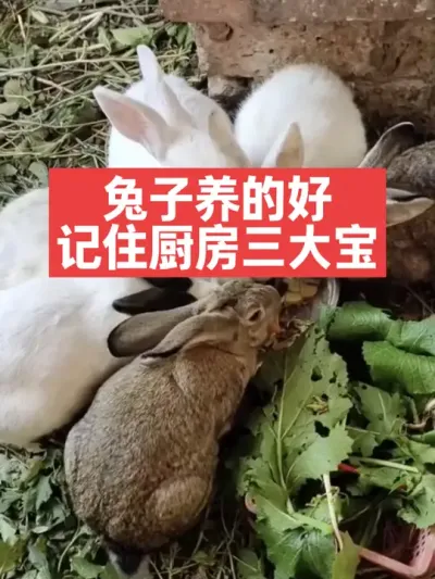 兔子养的好，记住厨房三大宝 #兔子#三农#养殖#养兔人