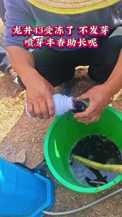 #茶树种植技术与管理 #春茶明前茶采摘#茶叶增产提质