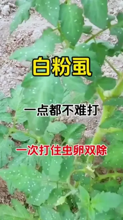 白粉虱一点都不难打，一次打住虫卵双除#种植小技巧 #抖音助农 #白粉虱的防治方法 #农业种植