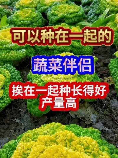 可以种在一起的蔬菜伴侣挨在一起种长得好产量高 #蔬菜种植 #农业种植 #三农种植 #分享农业知识帮农民增产增收 #三农