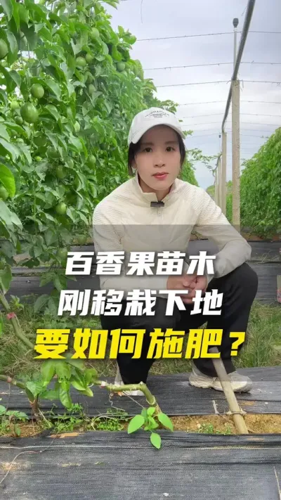 我的百香果苗刚种下去要用什么肥？#百香果  #百香果种植技术 #抖音助农