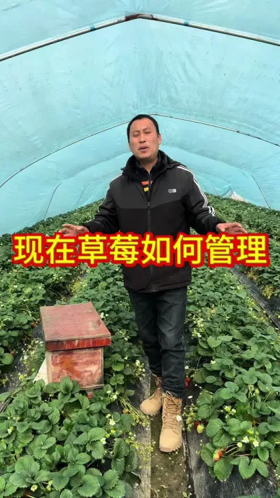 现在草莓如何管理#草莓苗种苗 #草莓种植管理技术和方法