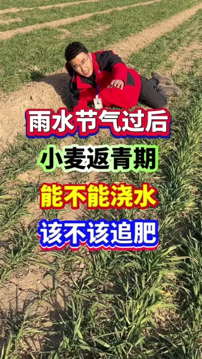 #小麦种植管理技术 #小麦高产 #小麦施肥 #小麦浇水 #服务三农支持三农