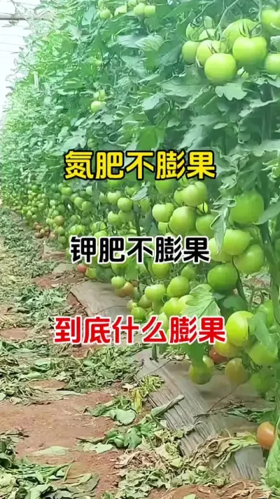 &nbsp;颠覆认知！真正的膨果神配方大公开#膨果 #膨果增甜 #膨大宝 #抖音助农 #番茄膨果