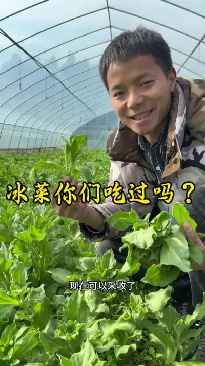 种植的冰菜可以采收了，你们吃过冰菜吗？#冰菜 #农业种植 #记录我的种植生活