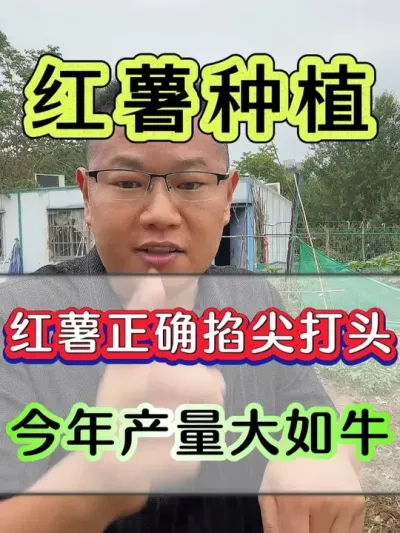 种红薯正确掐尖打头产量大如牛 #红薯 #红薯种植 #红薯高产种植 #红薯高产种植技术 #红薯高产