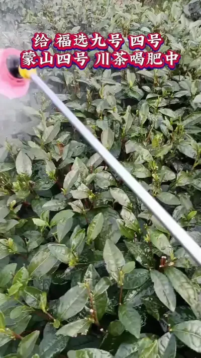 #茶树种植技术与管理 #茶树追肥增产量#春茶采摘