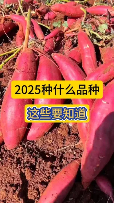 2025种什么品种？#2025年种什么品种红薯 #红薯高产种植 #红薯种植 #薯帮主 #农技知识分享