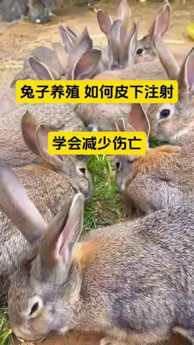 兔子养殖，皮下如何正确注射！#科学养兔 #养兔人 #散养兔 #兔子 #肉兔养殖
