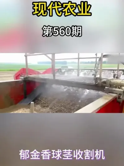 原来郁金香的球茎也有自己的机器 #现代农业机械 #现代农业 #郁金香 #抖音助农 #新农人