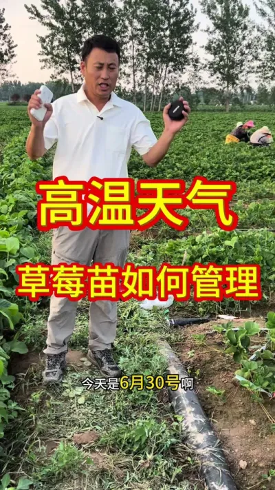 #草莓苗高温天气如何管理#草莓育苗基地