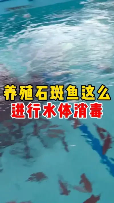 养殖石斑鱼这么进行水体消毒 #石斑鱼 #水产养殖 #高密度养殖 #养鱼日记 #东星斑 @抖加🔥上热门🔥dou+🔥热点宝