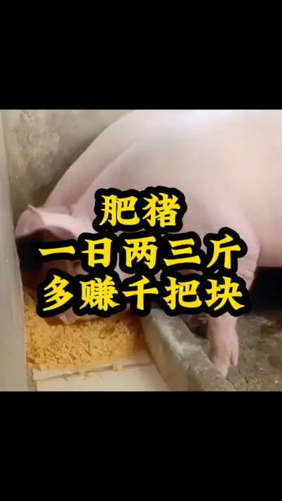 #所有养猪人 #猪喂什么饲料长得最快 #服务三农支持三农 #农村养猪专业户 #每天分享实战养猪经验