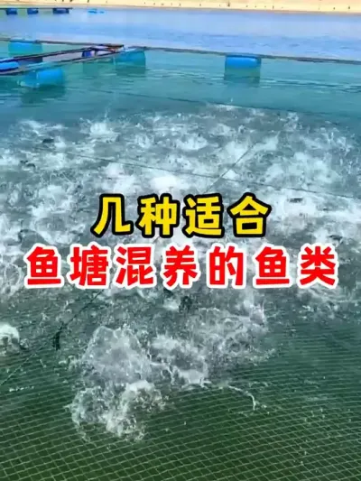 几种适合鱼塘混养的鱼类 #水产养殖 #农村 #养殖 #鱼 #养鱼人