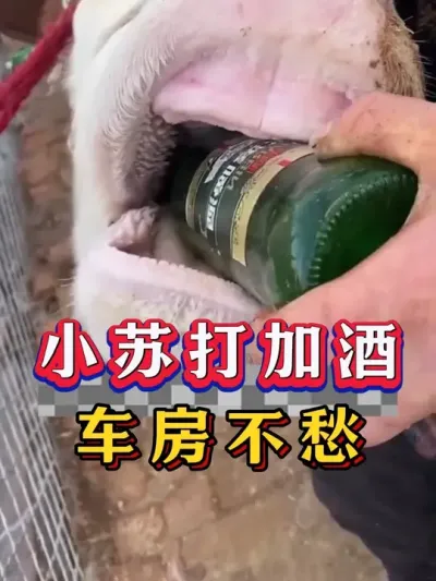 小苏打加酒，车房不愁#养牛人#新手养牛#养牛#牛羊养殖