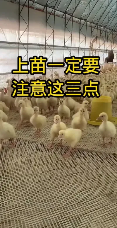 #养鹅技术分享 #养鹅专业户 #养鹅流程方案 #养鹅流程