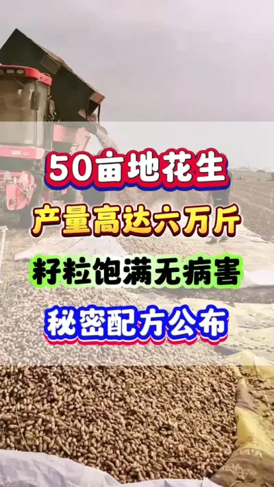 50亩花生产量高达六万斤，籽粒饱满无病害，秘密配方公布！#花生种植  #花生高产  #花生种植管理技术  #花生施肥