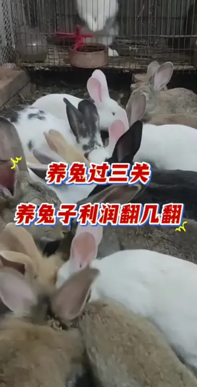 养兔会过三大关，过了养殖利润翻倍#养兔 #兔子 #养兔人