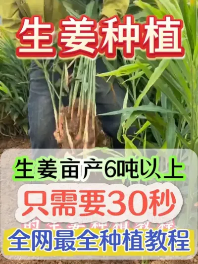 只需30秒掌握生姜亩产6吨全网最全种植教程 #生姜 #生姜种植 #大姜 #大姜种植 #生姜高产