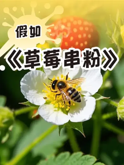 草莓串粉会影响味道吗？ 草莓口感香味丰富，你吃过哪些口味的草莓呢？₍˄&middot;͈༝&middot;͈˄*₎◞ ̑̑#种草莓的方法 #抖音助农扶农 #盆栽草莓  #记录我的种植生活 #dou来一起种草莓