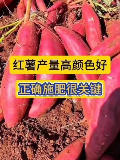 红薯产量高颜色好，正确施肥很关键！#红薯种植 #红薯增产增收 #红薯高产种植技术 #薯帮主红薯肥