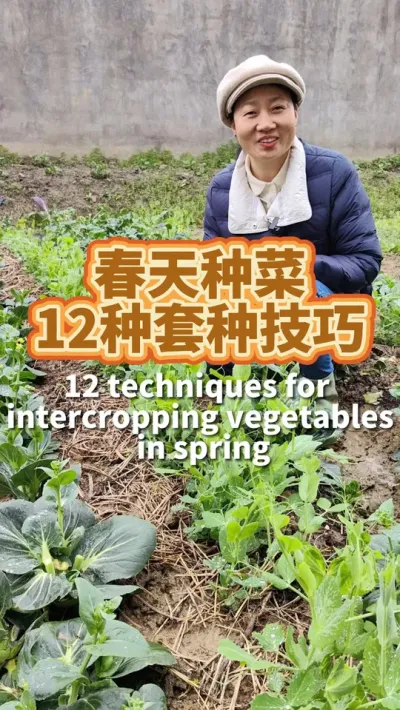 春天种菜像这样的套种技巧有十几种 我现在都分享给你，你学会以后一块地上收两样#种植小技巧 #我的小菜园 #套种 #我爱种菜 #阳台种菜