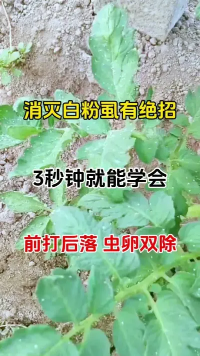 白粉虱难打繁殖快不用愁#病虫害防治 #虫害防治 #抖音助农 #番茄种植