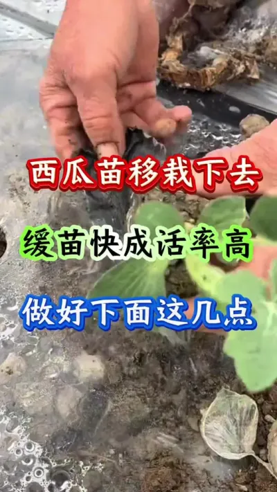 西瓜种植 西瓜苗移栽下去想要缓苗快成活率高做好下面这几点#西瓜种植 #西瓜管理