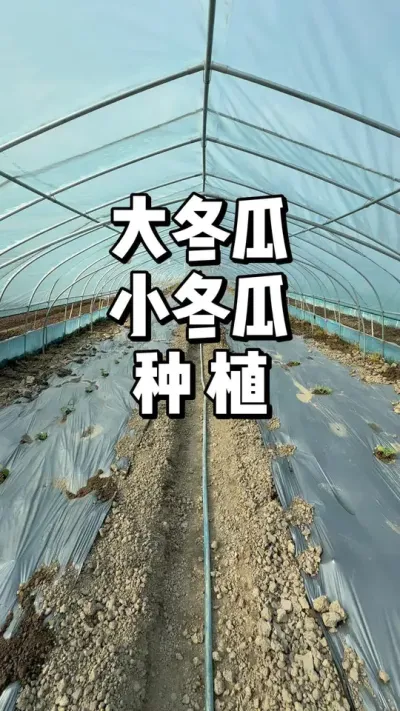 大冬瓜小冬瓜怎么种植 