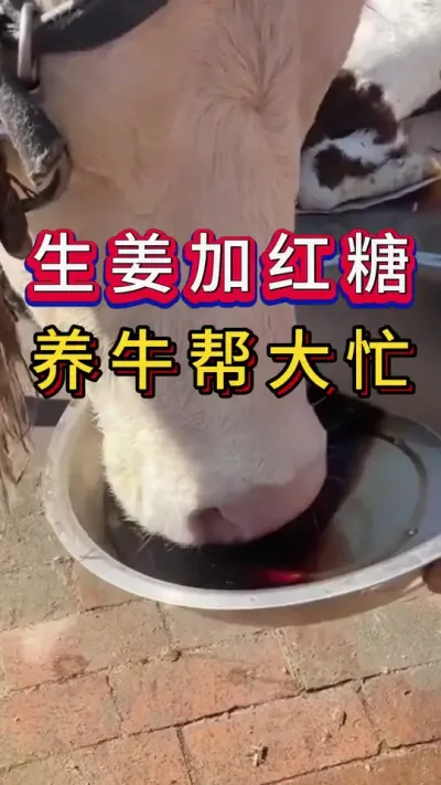 生姜加红糖养牛帮大忙#养牛人#新手养牛#养牛#牛羊养殖