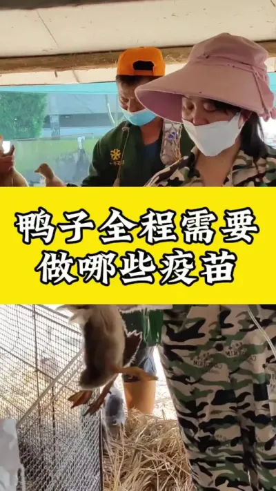 鸭子全程需要，做哪些疫苗呢#每天分享养殖技术和经验 #禽病技术指导 #肉鸭养殖 #养鸭人 #疾病预防